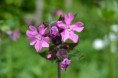 /album/fotogalerij/heemtuin07-05-14-015-jpg/